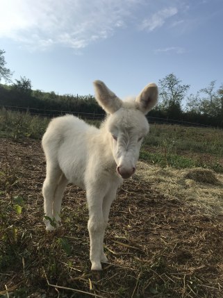 Asini bianchi dell'Asinara